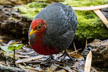 Nature wildlife image bird of crimson-headed partridge It is endemic to the island of Borneo