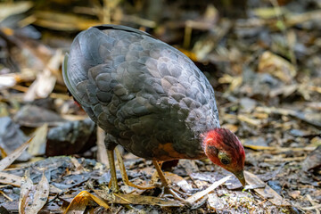Nature wildlife image bird of crimson-headed partridge It is endemic to the island of Borneo