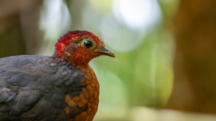Nature wildlife image bird of crimson-headed partridge It is endemic to the island of Borneo