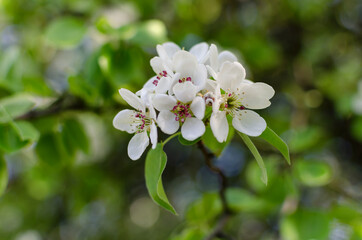 pear flowers on a natural background