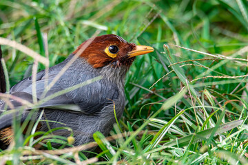 Nature wildlife image bird of a Chestnut-hooded laughingthrush on perch at nature habits in Sabah, Borneo