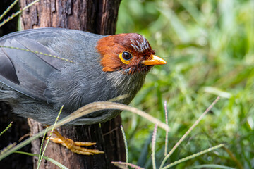 Nature wildlife image bird of a Chestnut-hooded laughingthrush on perch at nature habits in Sabah, Borneo