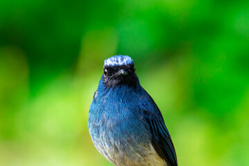 Beautiful blue color bird known as Rufous Vented Flycatcher perched on a tree branch at nature...