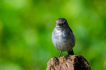 Nature wildlife bird species of Little Pied Flycatcher on perched on a tree branch found in Borneo, Sabah,Malaysia with nature wildlife background