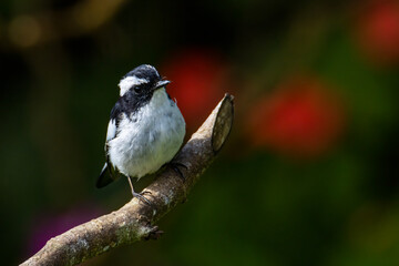 Nature wildlife bird species of Little Pied Flycatcher on perched on a tree branch found in Borneo, Sabah,Malaysia with nature wildlife background