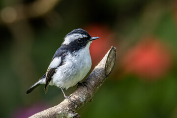 Nature wildlife bird species of Little Pied Flycatcher on perched on a tree branch found in Borneo, Sabah,Malaysia with nature wildlife background