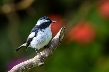 Nature wildlife bird species of Little Pied Flycatcher on perched on a tree branch found in Borneo,...
