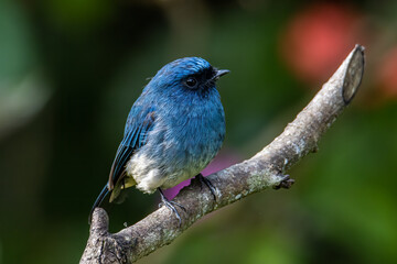 Beautiful blue color bird known as Rufous Vented Flycatcher perched on a tree branch at nature habits in Sabah, Borneo