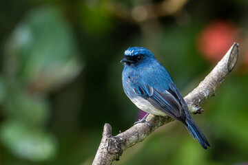 Beautiful blue color bird known as Rufous Vented Flycatcher perched on a tree branch at nature habits in Sabah, Borneo