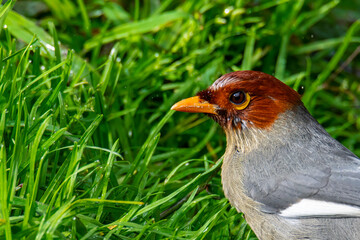 Nature wildlife image bird of a Chestnut-hooded laughingthrush on perch at nature habits in Sabah,...