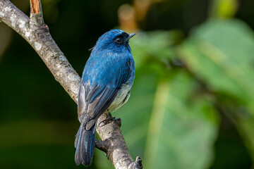 Beautiful blue color bird known as Rufous Vented Flycatcher perched on a tree branch at nature habits in Sabah, Borneo