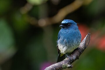 Beautiful blue color bird known as Rufous Vented Flycatcher perched on a tree branch at nature habits in Sabah, Borneo