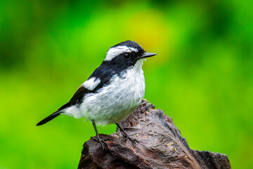 Nature wildlife bird species of Little Pied Flycatcher on perched on a tree branch found in Borneo, Sabah,Malaysia with nature wildlife background
