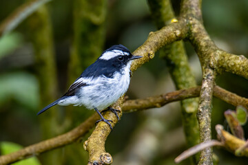 Nature wildlife bird species of Little Pied Flycatcher on perched on a tree branch found in Borneo, Sabah,Malaysia with nature wildlife background