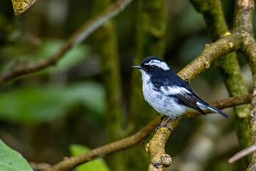 Nature wildlife bird species of Little Pied Flycatcher on perched on a tree branch found in Borneo, Sabah,Malaysia with nature wildlife background