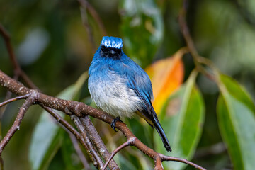 Beautiful blue color bird known as Rufous Vented Flycatcher perched on a tree branch at nature habits in Sabah, Borneo