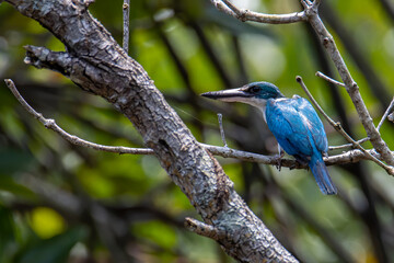 Collared kingfisher (Todiramphus chloris) a common bird which could be find in mangrove forest,river and swamp.