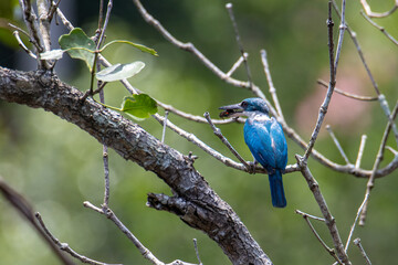 Collared kingfisher (Todiramphus chloris) a common bird which could be find in mangrove forest,river and swamp.