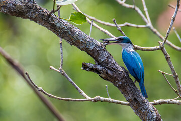 Collared kingfisher (Todiramphus chloris) a common bird which could be find in mangrove forest,river and swamp.