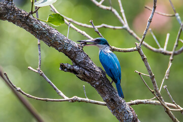 Collared kingfisher (Todiramphus chloris) a common bird which could be find in mangrove forest,river and swamp.