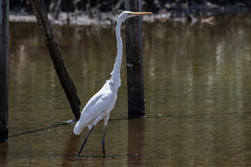 Egret bird on wetland center in Kota Kinabalu, Sabah, Malaysia. Cattle egret bird Chilling