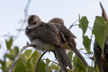 Nature wildlife bird yellow-vented bulbul perch on tree branches