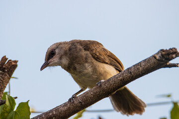 Nature wildlife bird yellow-vented bulbul perch on tree branches