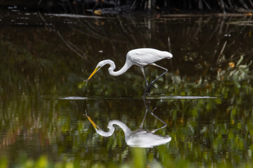 Egret bird on wetland center in Kota Kinabalu, Sabah, Malaysia. Cattle egret bird Chilling