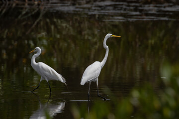 Egret bird on wetland center in Kota Kinabalu, Sabah, Malaysia. Cattle egret bird Chilling