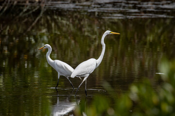 Egret bird on wetland center in Kota Kinabalu, Sabah, Malaysia. Cattle egret bird Chilling