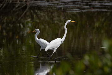 Egret bird on wetland center in Kota Kinabalu, Sabah, Malaysia. Cattle egret bird Chilling