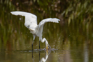 Egret bird looking fish on wetland center in Kota Kinabalu, Sabah, Malaysia. Cattle egret bird Chilling