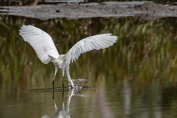 Egret bird looking fish on wetland center in Kota Kinabalu, Sabah, Malaysia. Cattle egret bird...