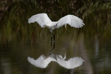 Egret bird on wetland center in Kota Kinabalu, Sabah, Malaysia. Cattle egret bird Chilling