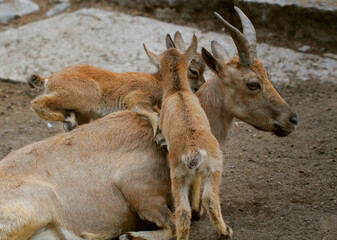 mountain goat family