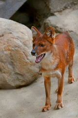 Close portrait of a Red Fox