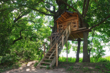 Tree house. Wooden house are built on trees in forest or garden.