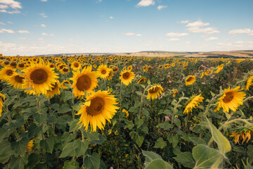 Blooming sunflowers on a large field during the day