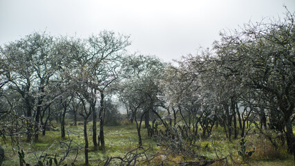Bushes surrounded by dew and fog in the middle of the field. Cold and gray day