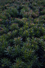 Green needles from a bush of a coniferous plant for the whole background