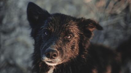 Wet black dog, looking at the camera