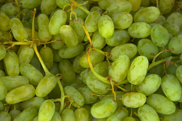 Branches with grapes close up