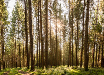 Fototapeta premium Beautiful green forest panorama with sun rays coming through.