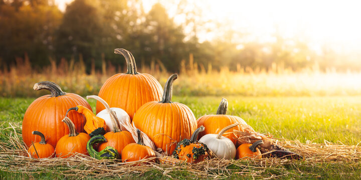 Pumpkins In Soft Autumn Sunlight