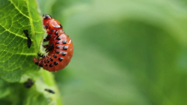 Colorado potato beetle larva on potato leaves. macro shooting