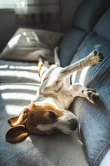 Obraz premium Tired beagle dog sleeps on a couch in bright room.