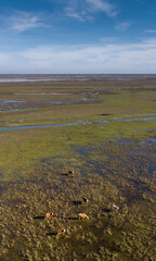 Cows in the flooded field, a day with the strong sun and the blue sky.