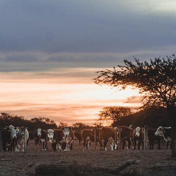 Cows in the stable with a beautiful sunset in the background.