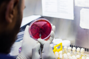 Bacterial Inoculation on a culture plate using inoculation loop by scientist inside fume hood in...