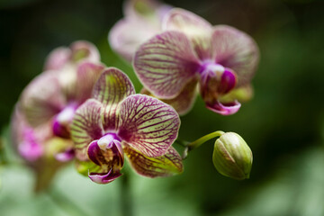 variegated purple and green tropical orchid blossoms and buds